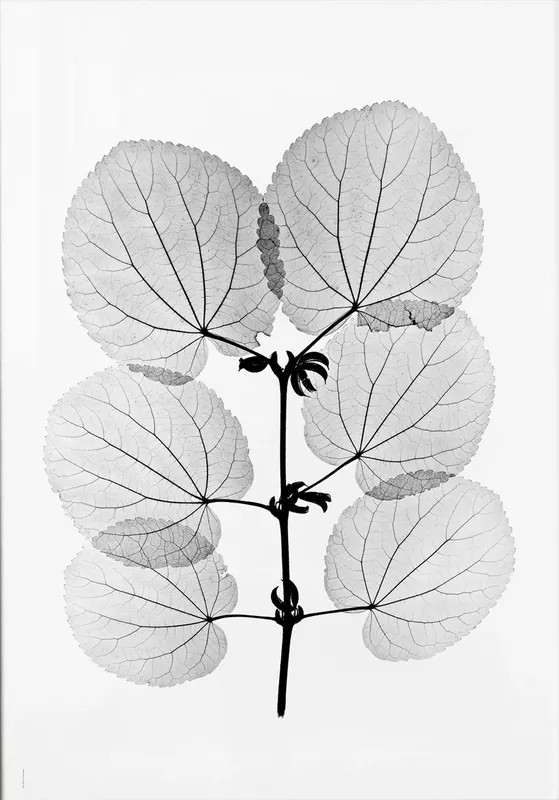 Buy Online Katsura poster, 70x100 cm