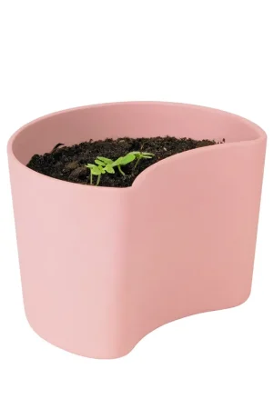 YOUR TREE pot with seeds, Yellow (Beech) Buy Direct
