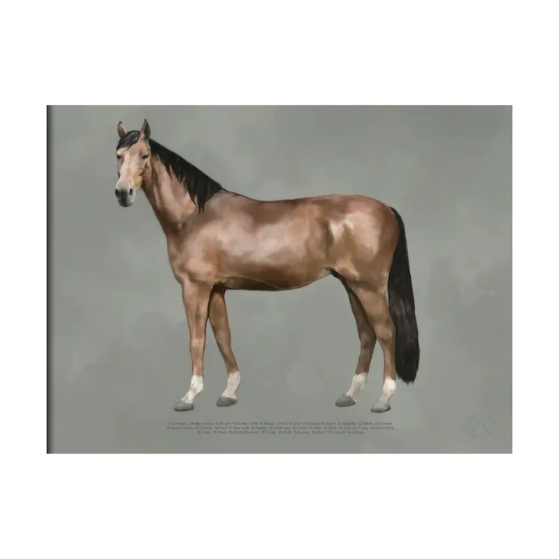 No Minimum Order The anatomy of the horse poster, 30x40 cm