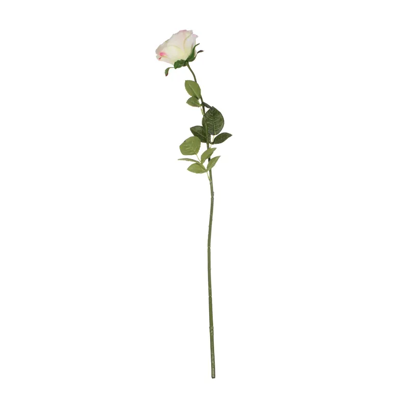 Today Only Cream Pink Camelot Open Rose 74cm x 10cm