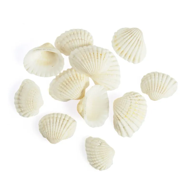 Final Sale Natural Craft Shells 12 Pack